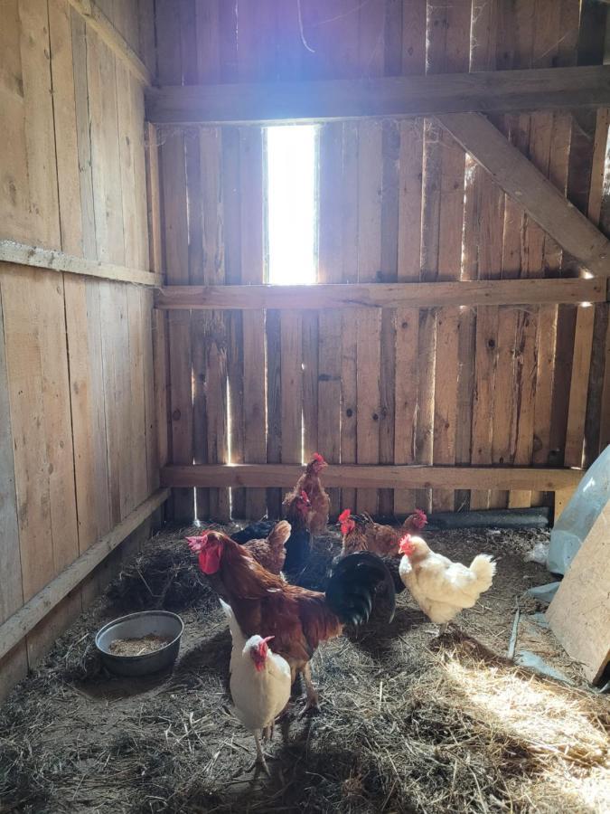 Agroturystyka Kaszuby Villagehome Borzytuchom Bagian luar foto